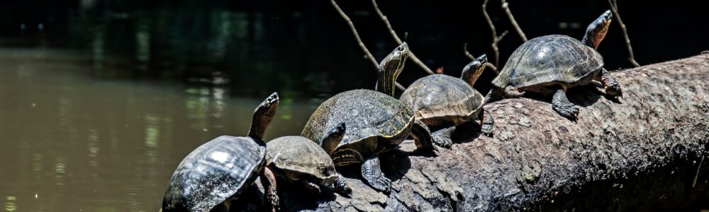 Prozesse ausgerichtet wie diese Schildkröten